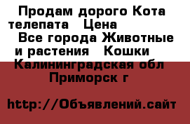  Продам дорого Кота-телепата › Цена ­ 4 500 000 - Все города Животные и растения » Кошки   . Калининградская обл.,Приморск г.